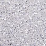 Carbonic Anhydrase VI Antibody in Immunohistochemistry (Paraffin) (IHC (P))
