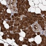 Carbonic Anhydrase VI Antibody in Immunohistochemistry (Paraffin) (IHC (P))