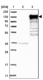 EPB41L3 Antibody in Western Blot (WB)