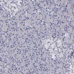 Bisphosphoglycerate mutase Antibody in Immunohistochemistry (Paraffin) (IHC (P))
