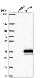 Bisphosphoglycerate mutase Antibody in Western Blot (WB)