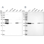 PIG3 Antibody in Western Blot (WB)