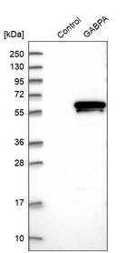 GABPA Antibody in Western Blot (WB)