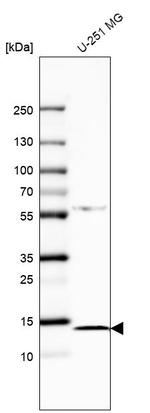 FABP7 Antibody in Western Blot (WB)