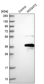 MOGAT2 Antibody in Western Blot (WB)