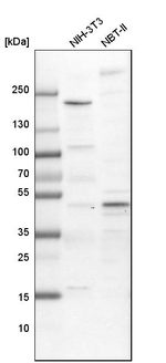 AP2 alpha Antibody in Western Blot (WB)
