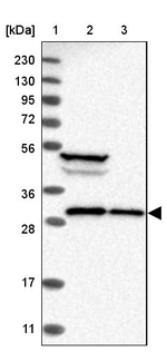SBDS Antibody in Western Blot (WB)