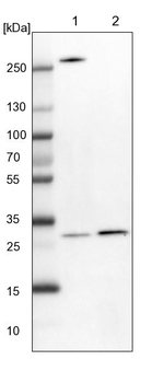 SBDS Antibody in Western Blot (WB)