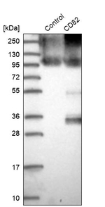 CD82 Antibody in Western Blot (WB)