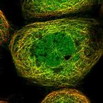 HOXC8 Antibody in Immunocytochemistry (ICC/IF)