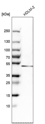 BHLHE40 Antibody in Western Blot (WB)