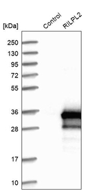 RILPL2 Antibody in Western Blot (WB)