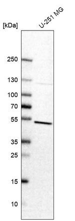 FBXO5 Antibody in Western Blot (WB)