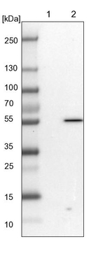 PP5 Antibody in Western Blot (WB)