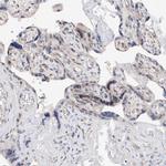 FALZ Antibody in Immunohistochemistry (Paraffin) (IHC (P))