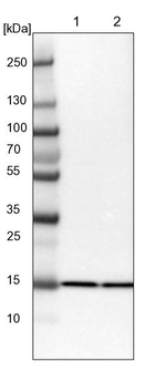 eIF5A2 Antibody in Western Blot (WB)