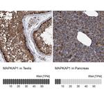 MAPKAP1 Antibody