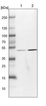 MAPKAP1 Antibody in Western Blot (WB)