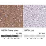SEPT5 Antibody