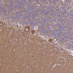 SEPT5 Antibody in Immunohistochemistry (Paraffin) (IHC (P))