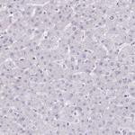 SEPT5 Antibody in Immunohistochemistry (Paraffin) (IHC (P))