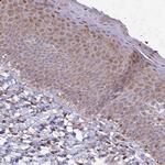 SEPT5 Antibody in Immunohistochemistry (Paraffin) (IHC (P))