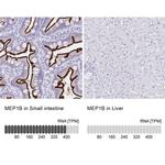 MEP1B Antibody