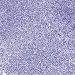 MEP1B Antibody in Immunohistochemistry (Paraffin) (IHC (P))