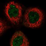 Apolipoprotein L6 Polyclonal Antibody