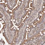 Apolipoprotein L6 Antibody in Immunohistochemistry (Paraffin) (IHC (P))