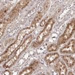 Apolipoprotein L6 Antibody in Immunohistochemistry (Paraffin) (IHC (P))