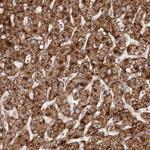 Apolipoprotein L6 Antibody in Immunohistochemistry (Paraffin) (IHC (P))