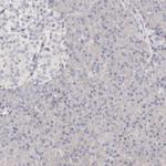 Apolipoprotein L6 Antibody in Immunohistochemistry (Paraffin) (IHC (P))