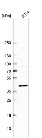 Apolipoprotein L6 Antibody in Western Blot (WB)