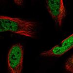 Apolipoprotein L6 Polyclonal Antibody