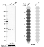 Apolipoprotein L6 Antibody in Western Blot (WB)