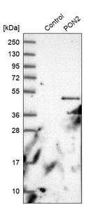 PON2 Antibody in Western Blot (WB)