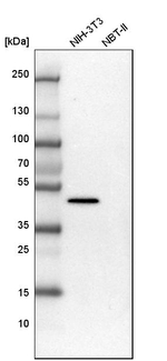 SERPINH1 Antibody in Western Blot (WB)