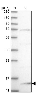 NHP2L1 Antibody in Western Blot (WB)