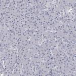 Granzyme H Antibody in Immunohistochemistry (Paraffin) (IHC (P))