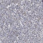 Granzyme H Antibody in Immunohistochemistry (Paraffin) (IHC (P))