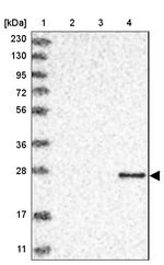 Granzyme H Antibody in Western Blot (WB)