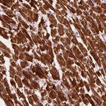 MLIP Polyclonal Antibody