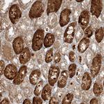 ZNF287 Antibody in Immunohistochemistry (Paraffin) (IHC (P))