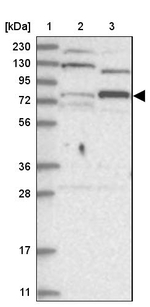 ZNF287 Antibody in Western Blot (WB)