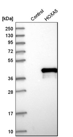 HOXA5 Antibody in Western Blot (WB)