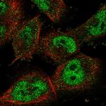 NRF1 Antibody in Immunocytochemistry (ICC/IF)