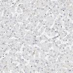 NRF1 Antibody in Immunohistochemistry (Paraffin) (IHC (P))