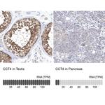 TCP-1 delta Antibody