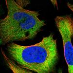 TCP-1 delta Antibody in Immunocytochemistry (ICC/IF)
